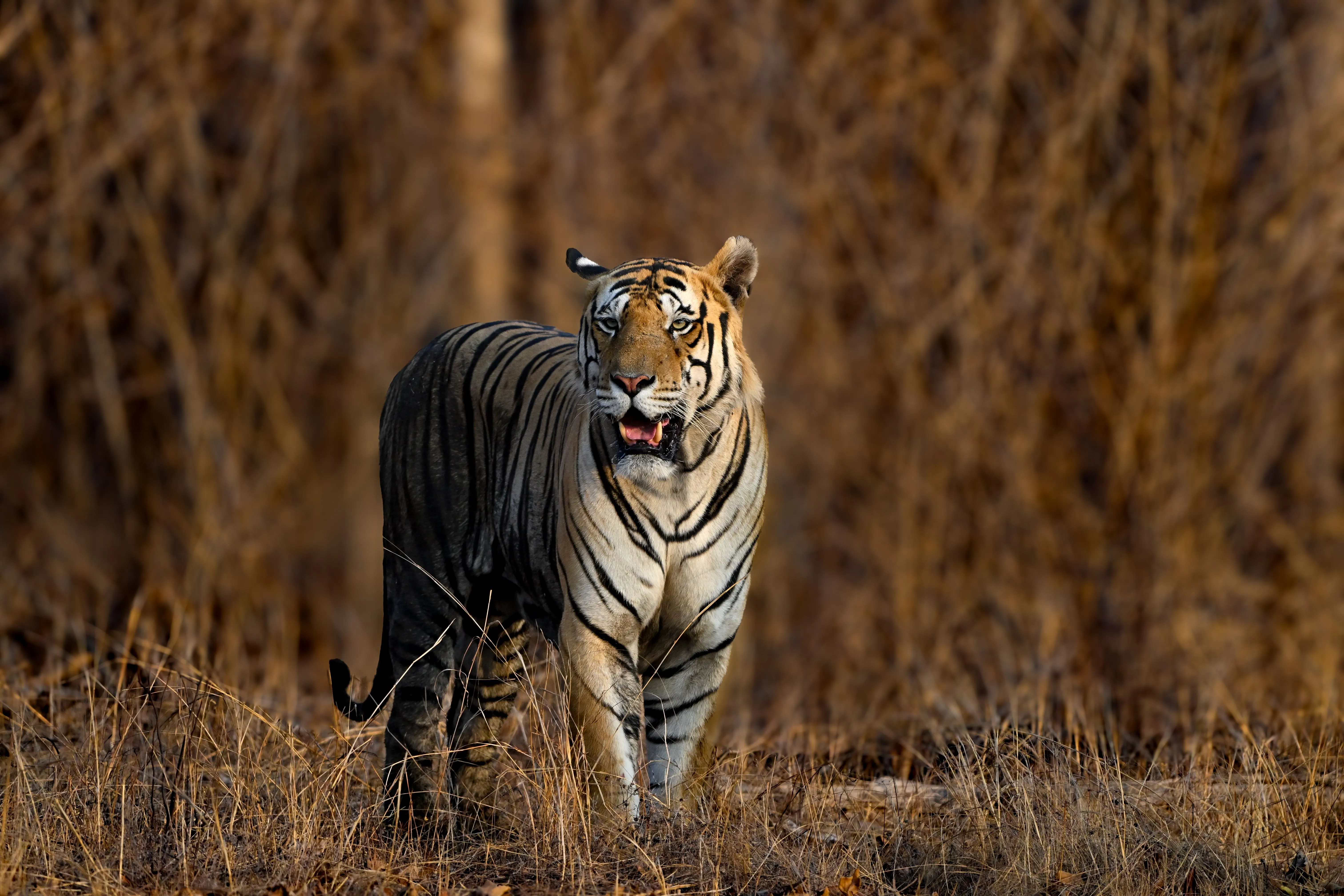 Luxury tiger safari experience in India