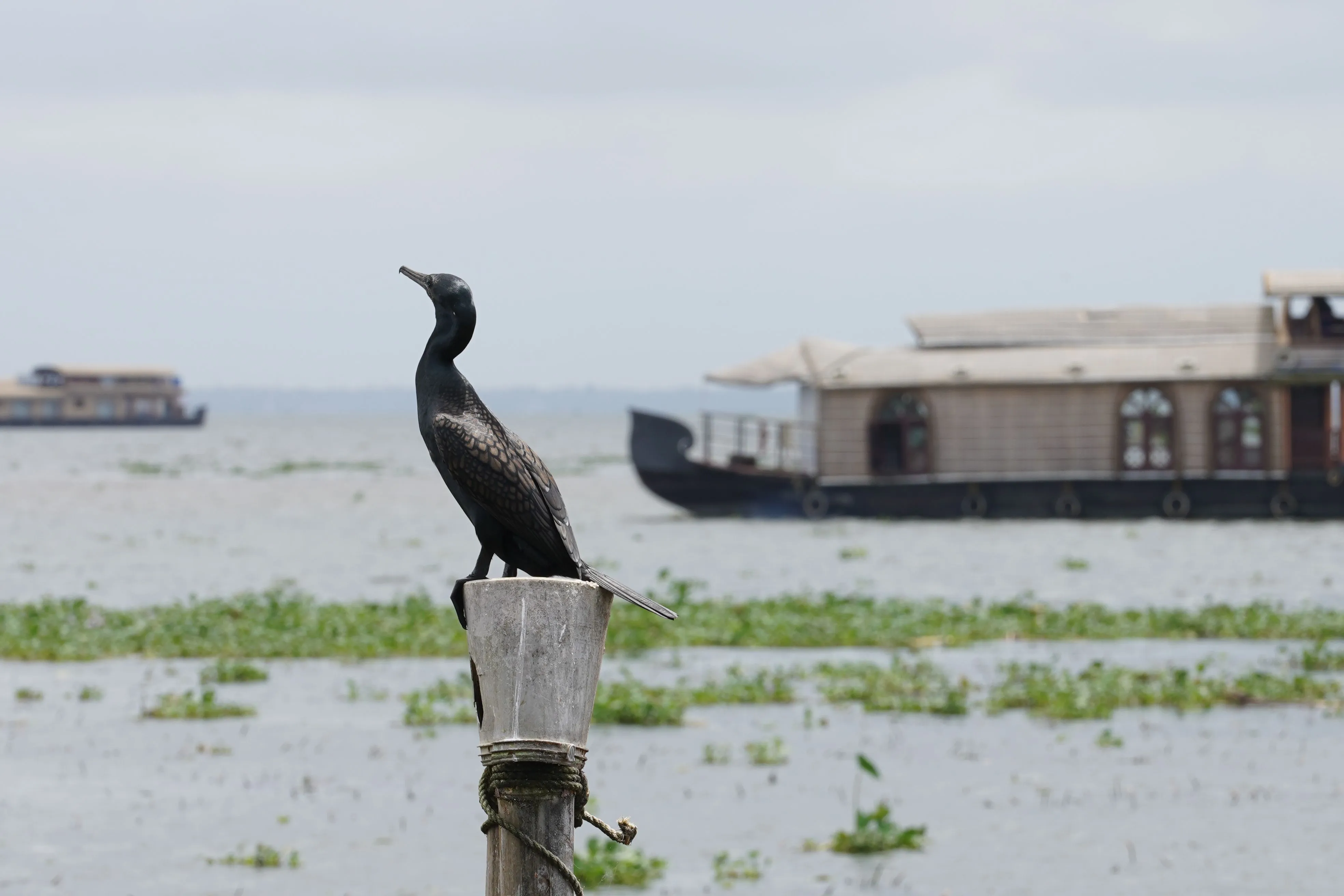 Luxury houseboat experience in the Kerala backwaters