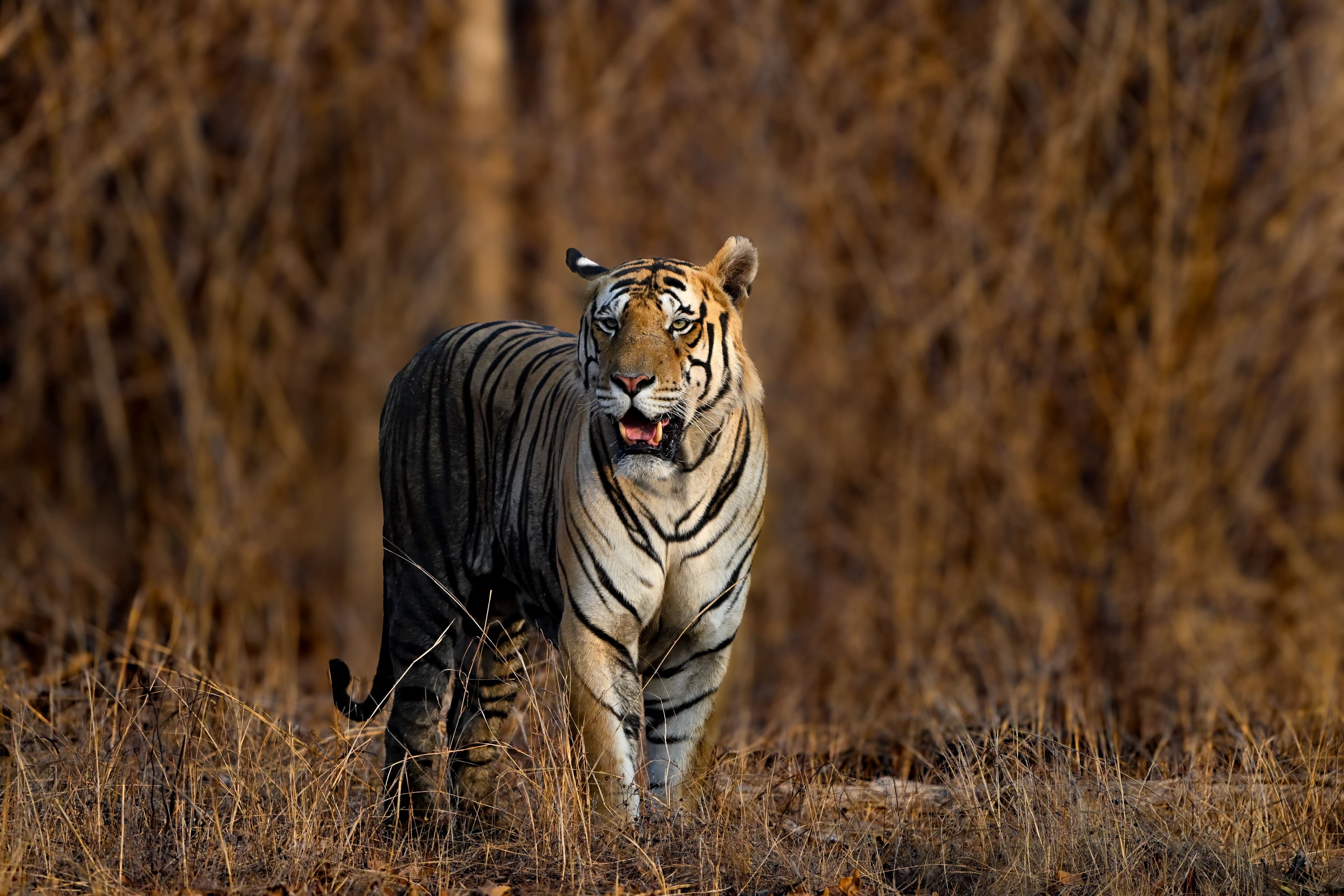 Luxury tiger safari experience in India