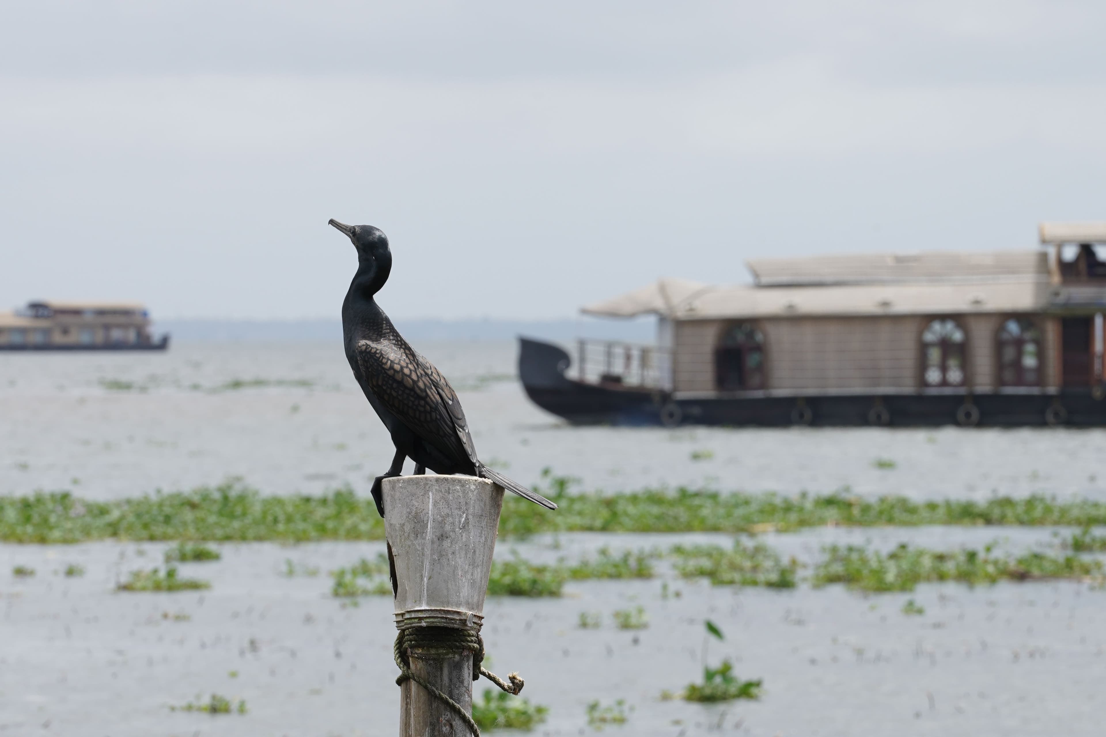 Luxury houseboat experience in the Kerala backwaters