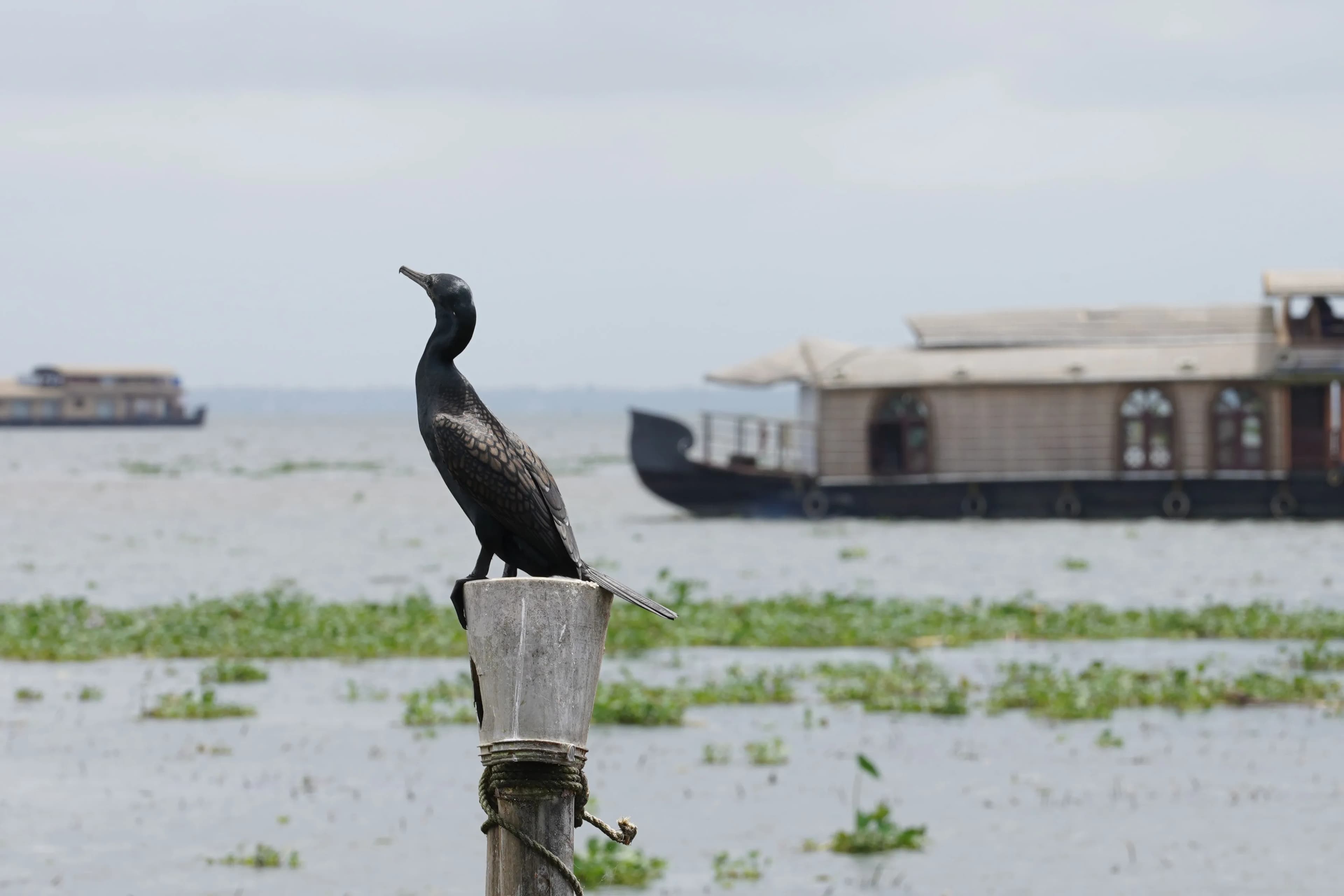 Luxury houseboat experience in the Kerala backwaters