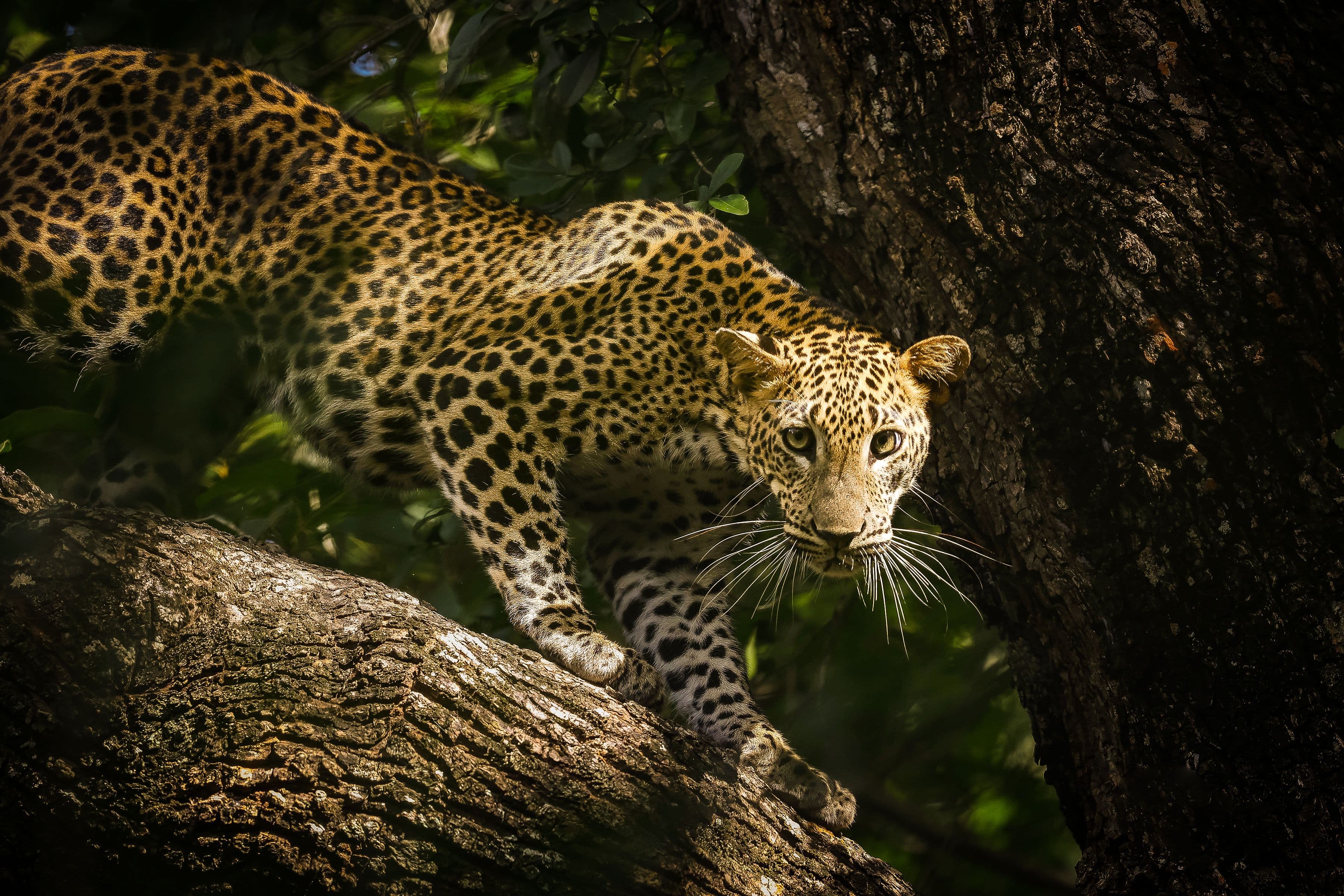 Yala — Pearl of the Indian Ocean