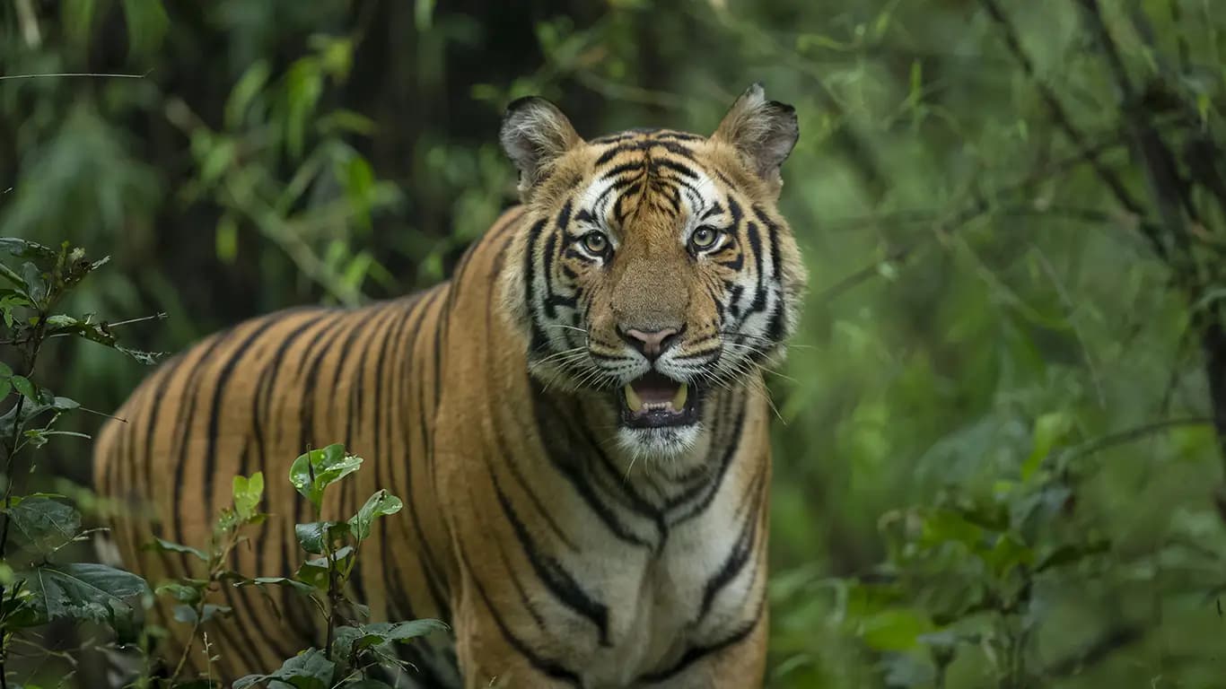 Bandhavgarh — Wild Encounters