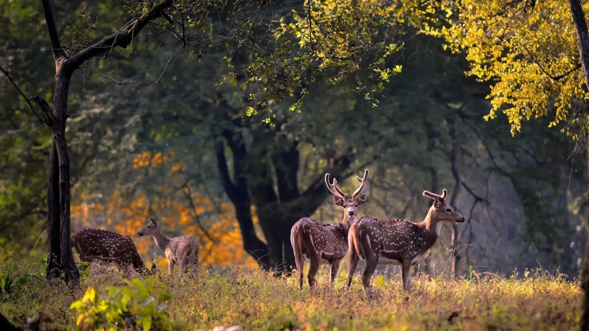 Kanha — Wild Encounters