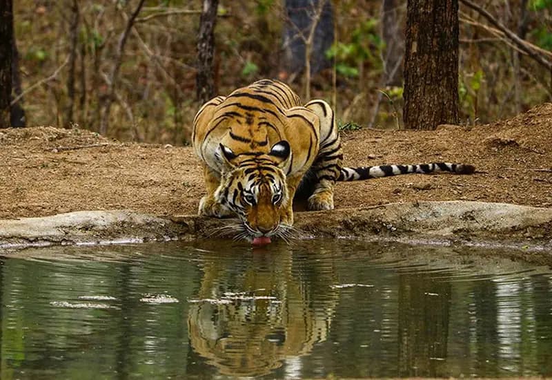 Pench — Wild Encounters