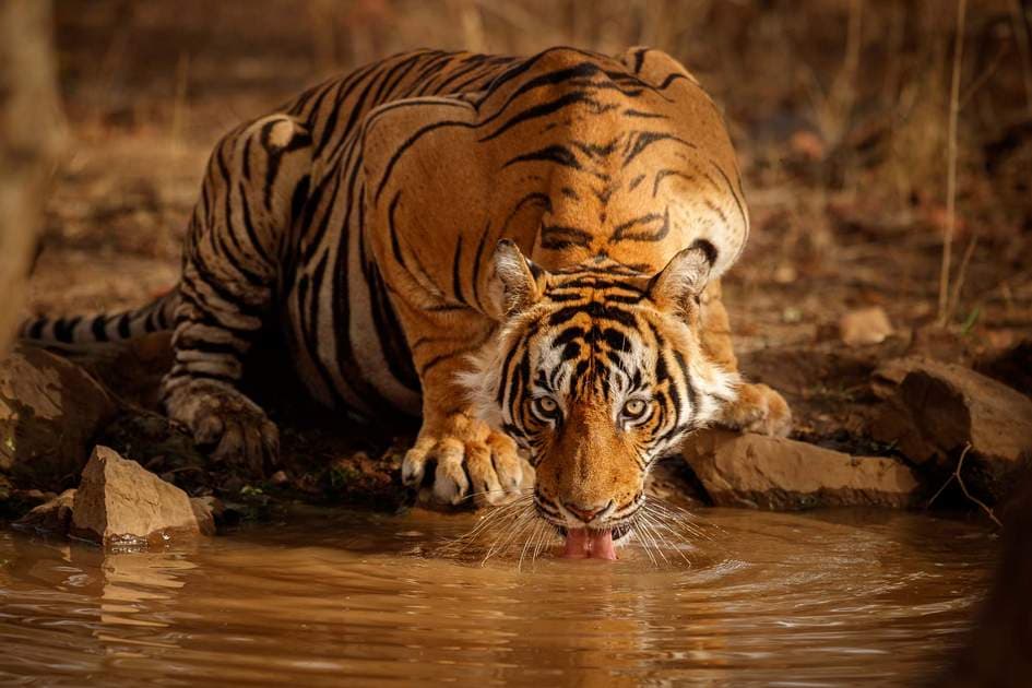 Wild Encounters — Central India · Tiger Country