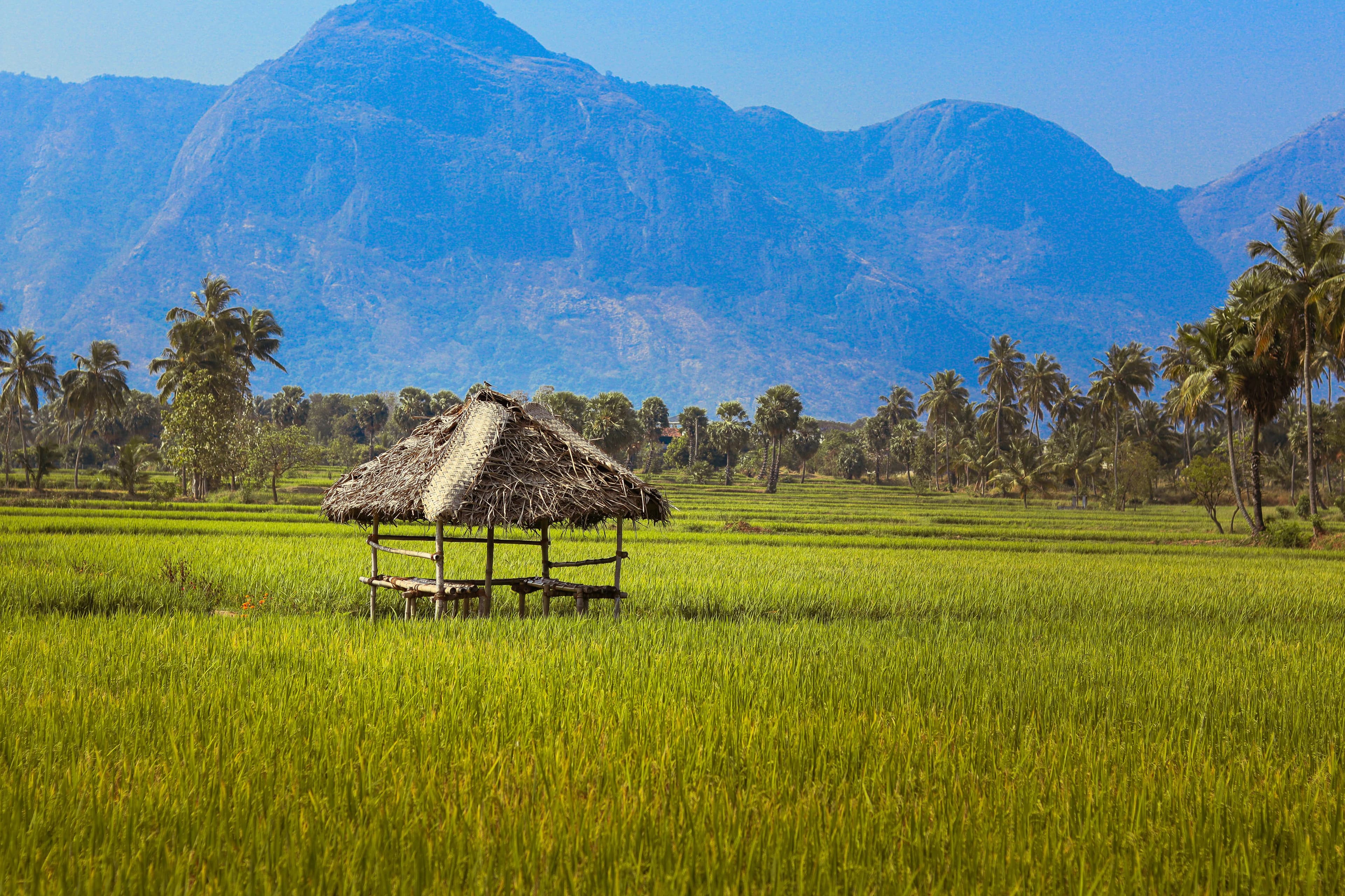 Balance & Bliss — South India · Kerala