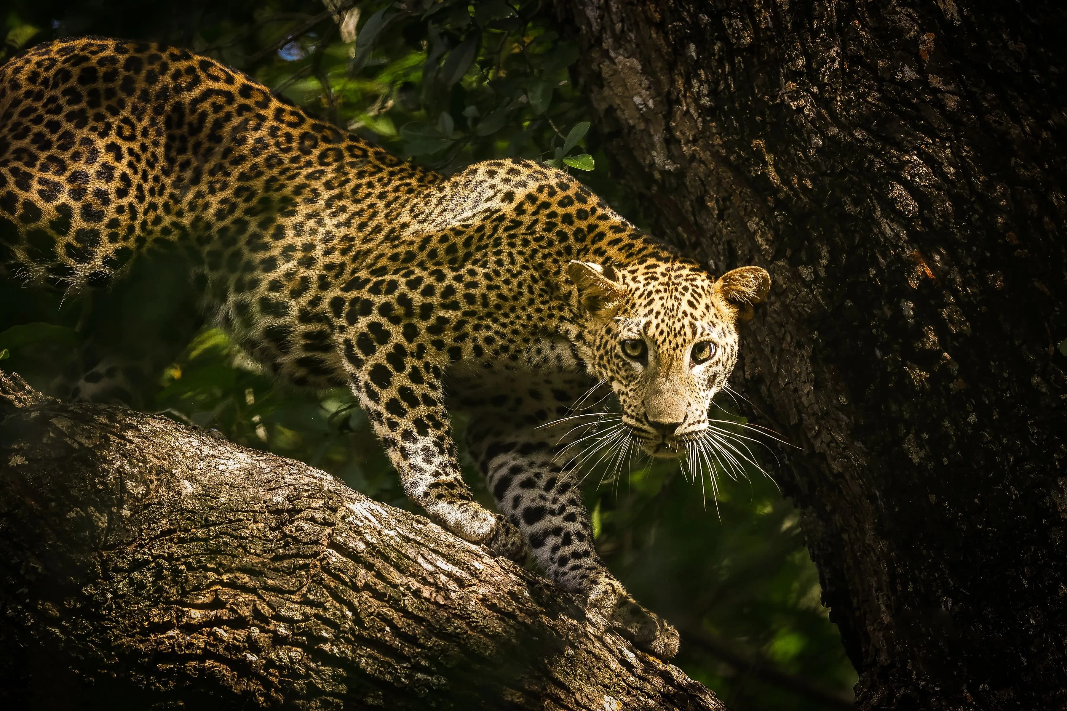 Yala — Pearl of the Indian Ocean