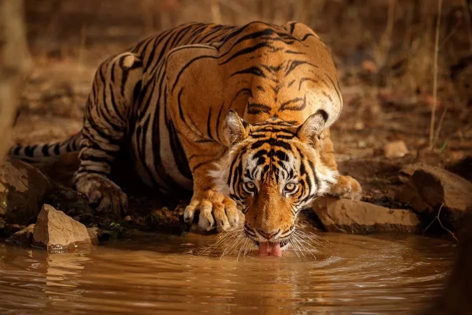 Wild Encounters — Central India · Tiger Country